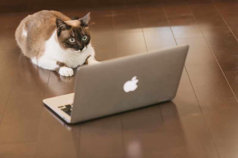 PCの勉強をする猫イメージ